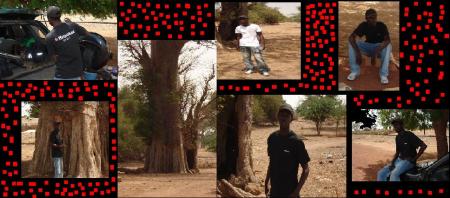 baobab